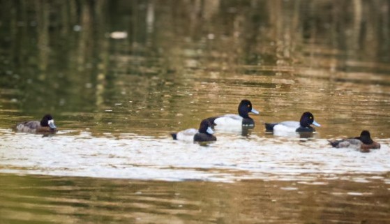 Petit Fuligule - ML647451529