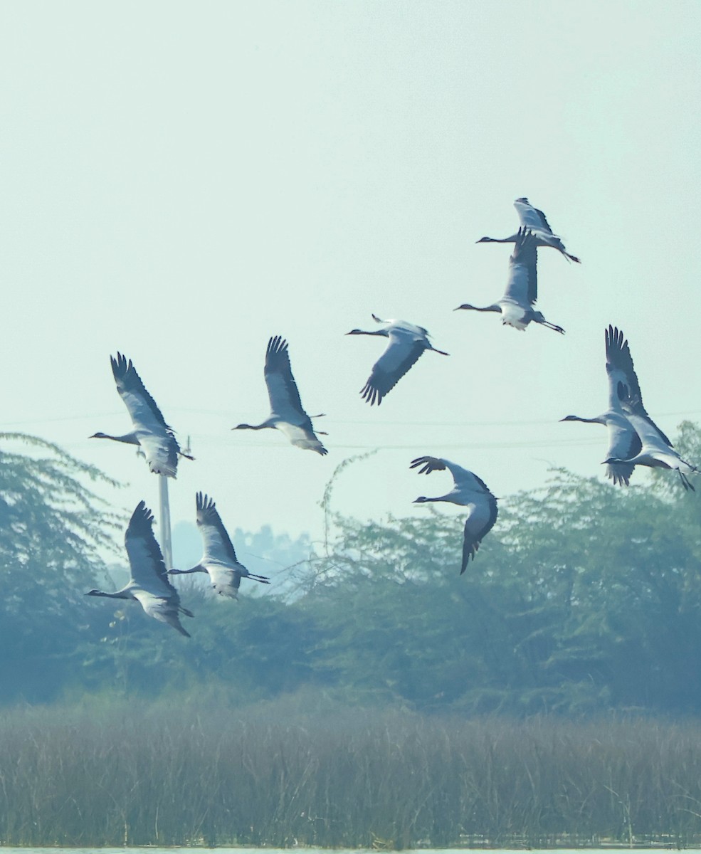 Telli Turna - ML647451533