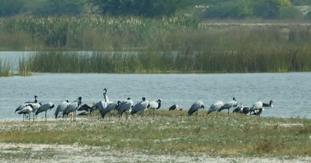 Telli Turna - ML647451534