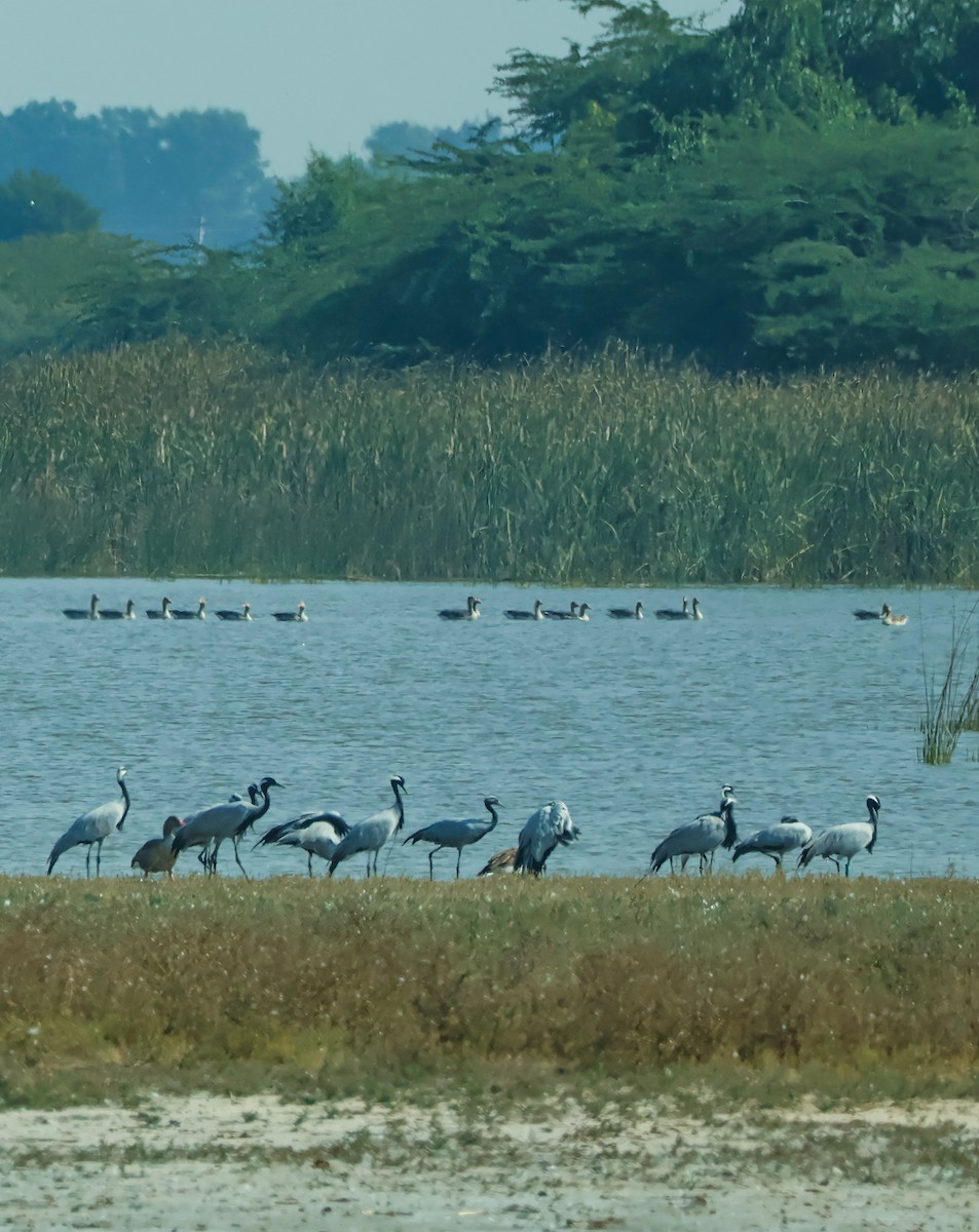 Telli Turna - ML647451536