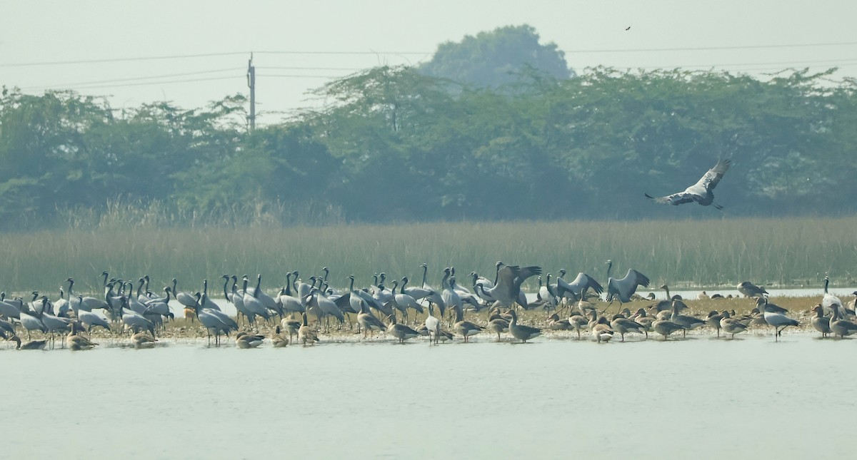 Telli Turna - ML647451537