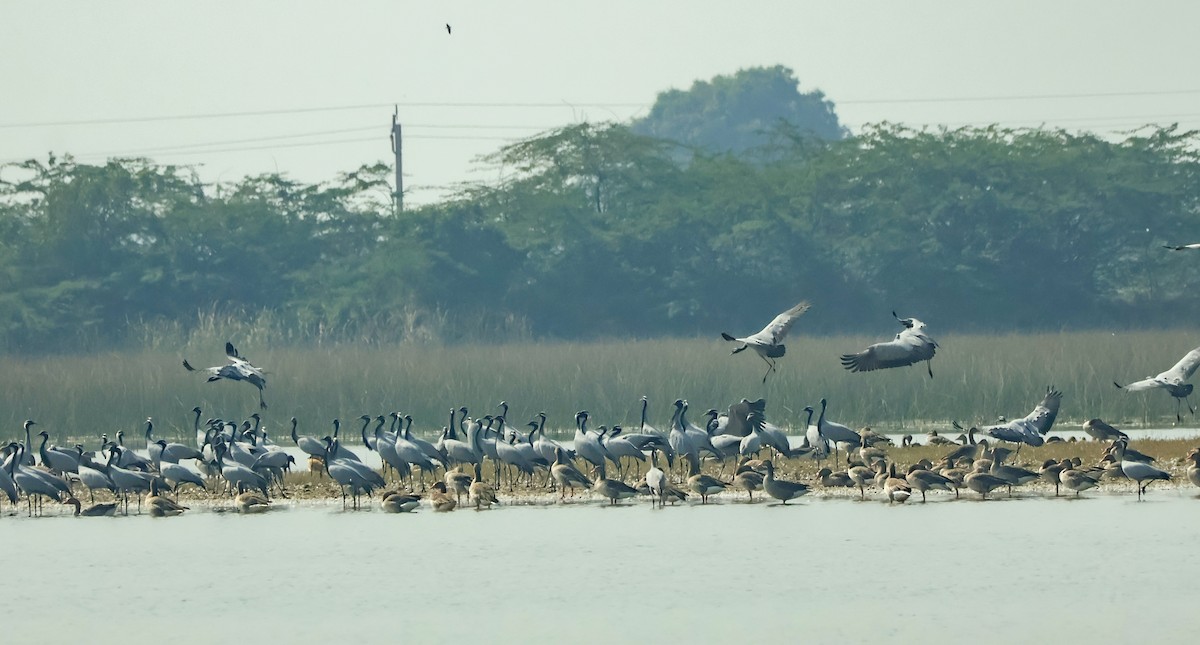 Telli Turna - ML647451538