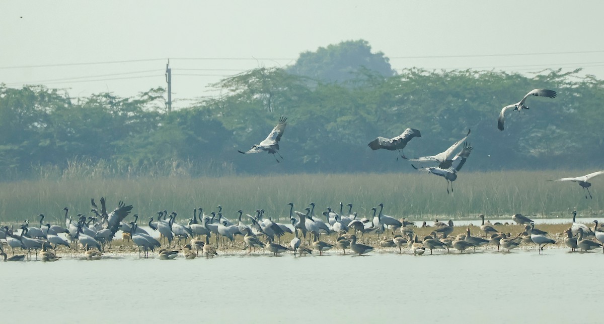 Telli Turna - ML647451539