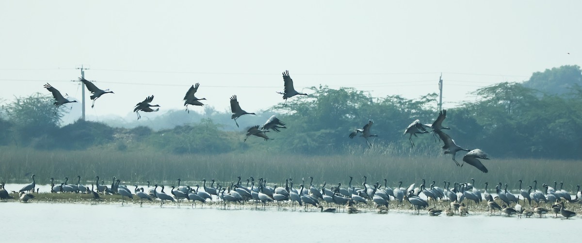 Telli Turna - ML647451540