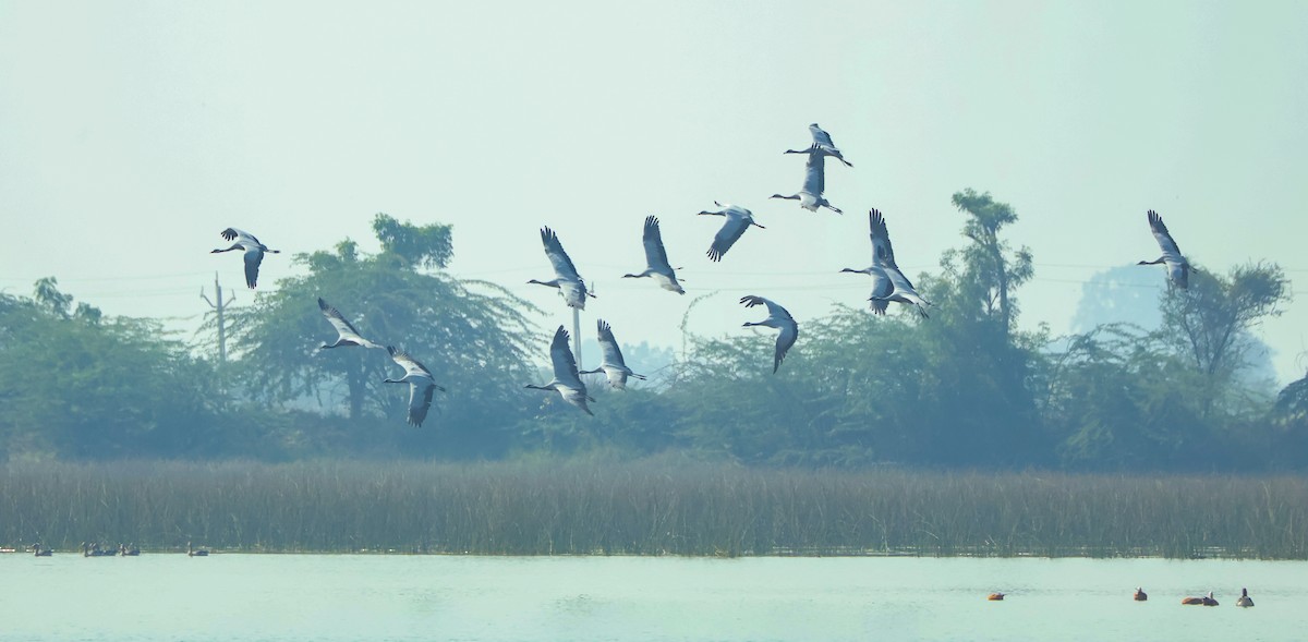 Telli Turna - ML647451541