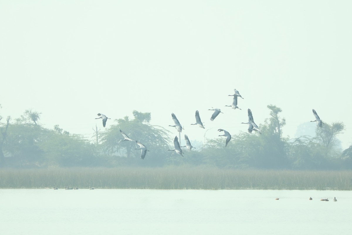 Telli Turna - ML647451542