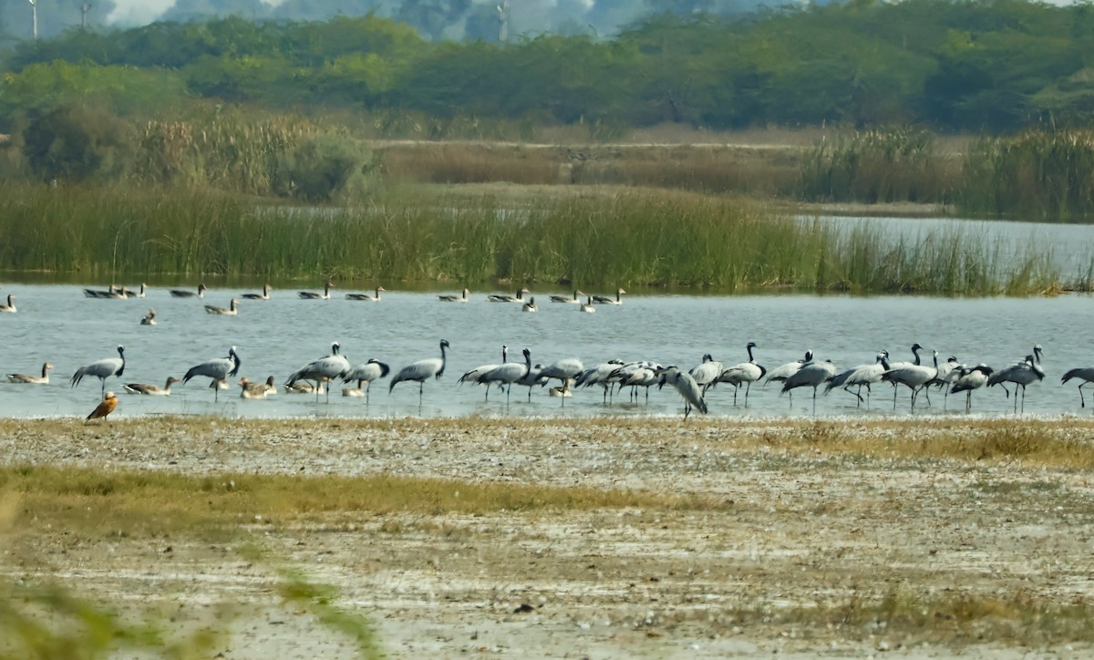 Telli Turna - ML647451543