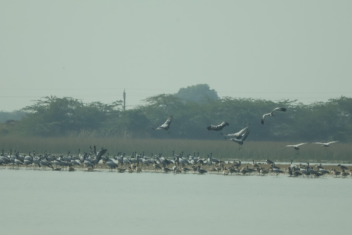 Telli Turna - ML647451544