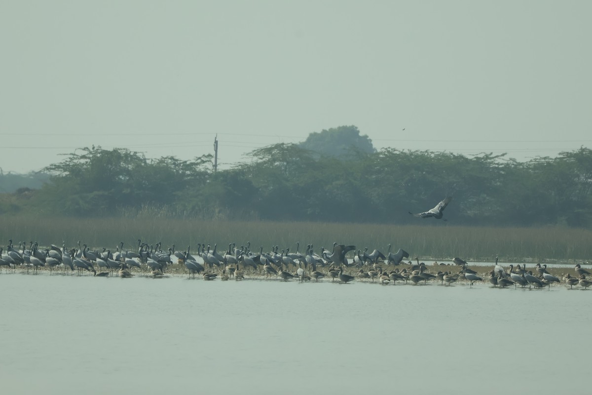 Telli Turna - ML647451545