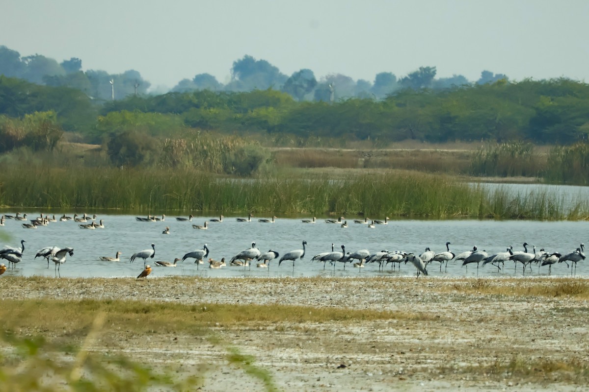 Telli Turna - ML647451547