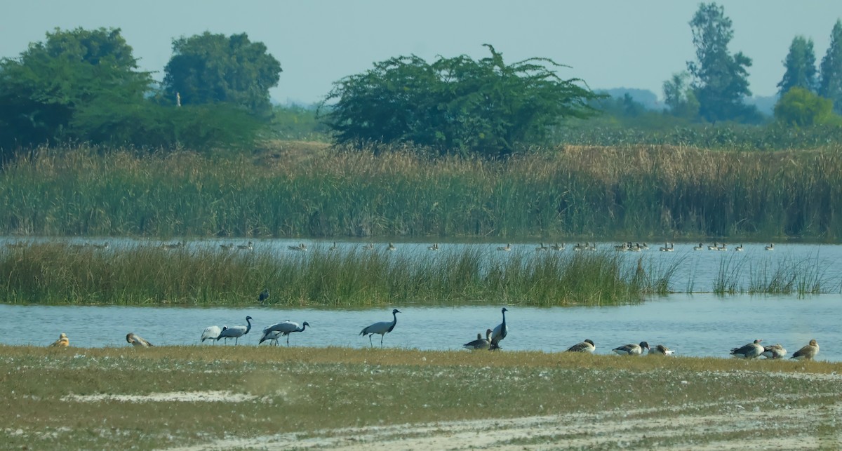 Telli Turna - ML647451548