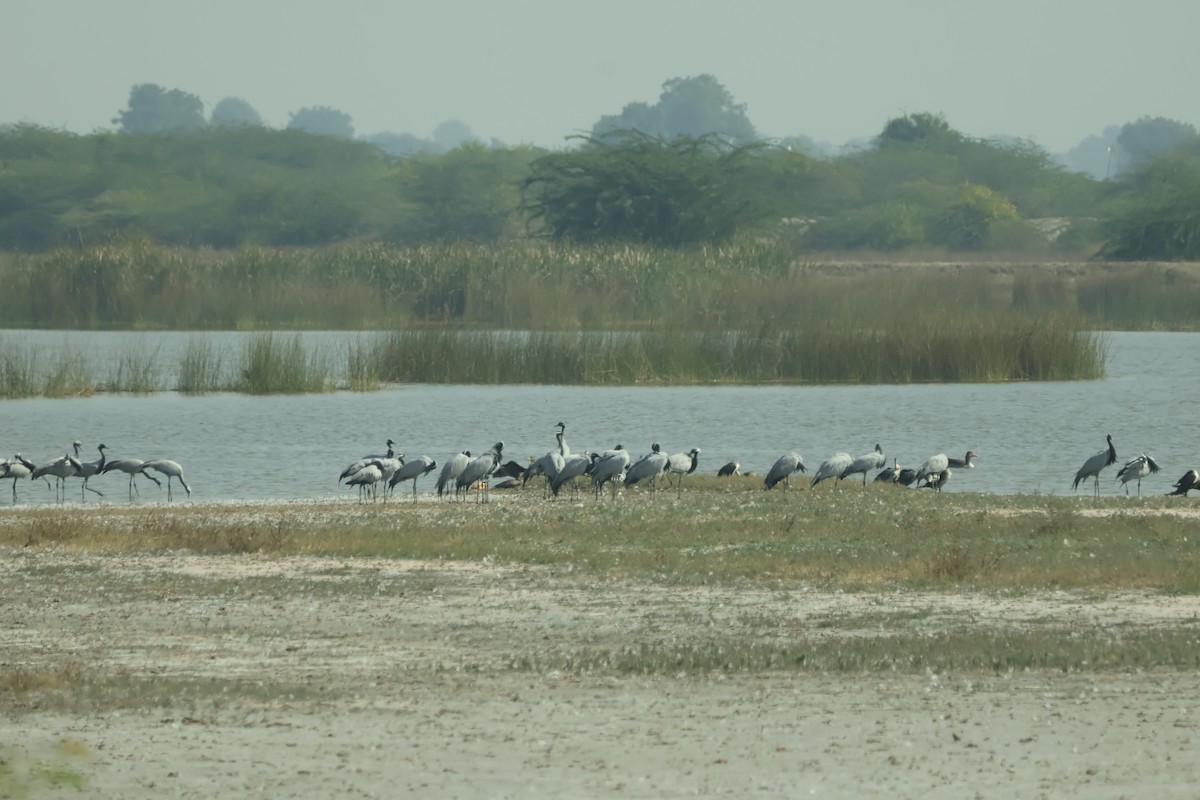 Telli Turna - ML647451549