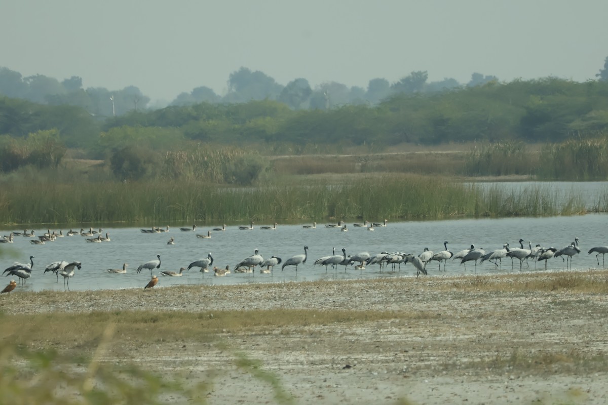 Telli Turna - ML647451550