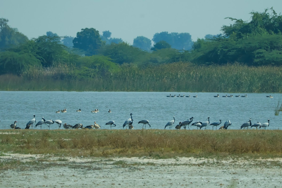 Telli Turna - ML647451551