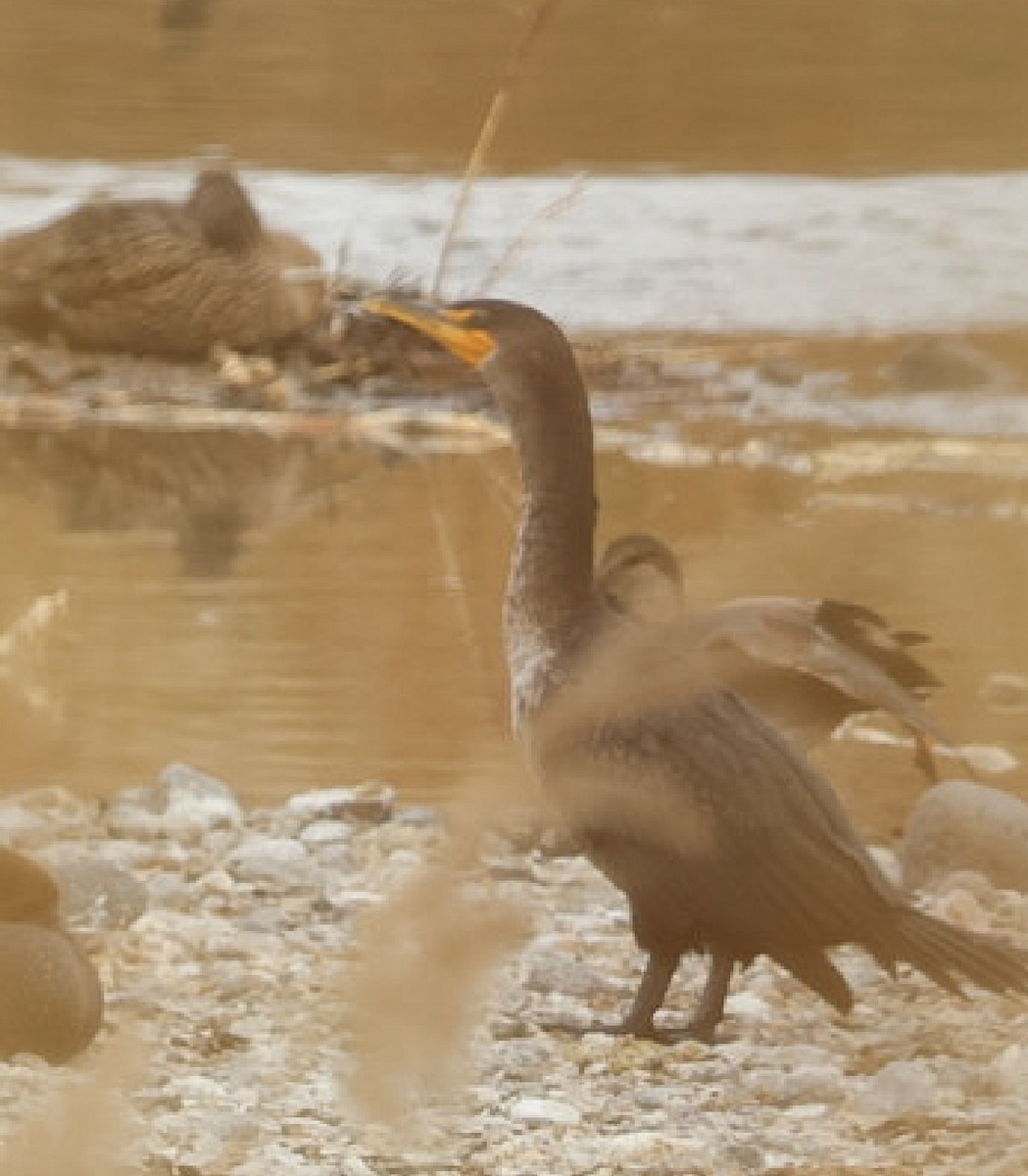 Cormoran à aigrettes - ML647451556
