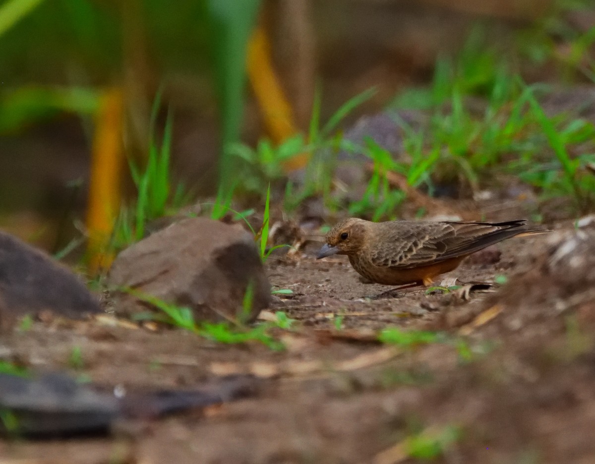 Terrera Colirroja - ML647451562