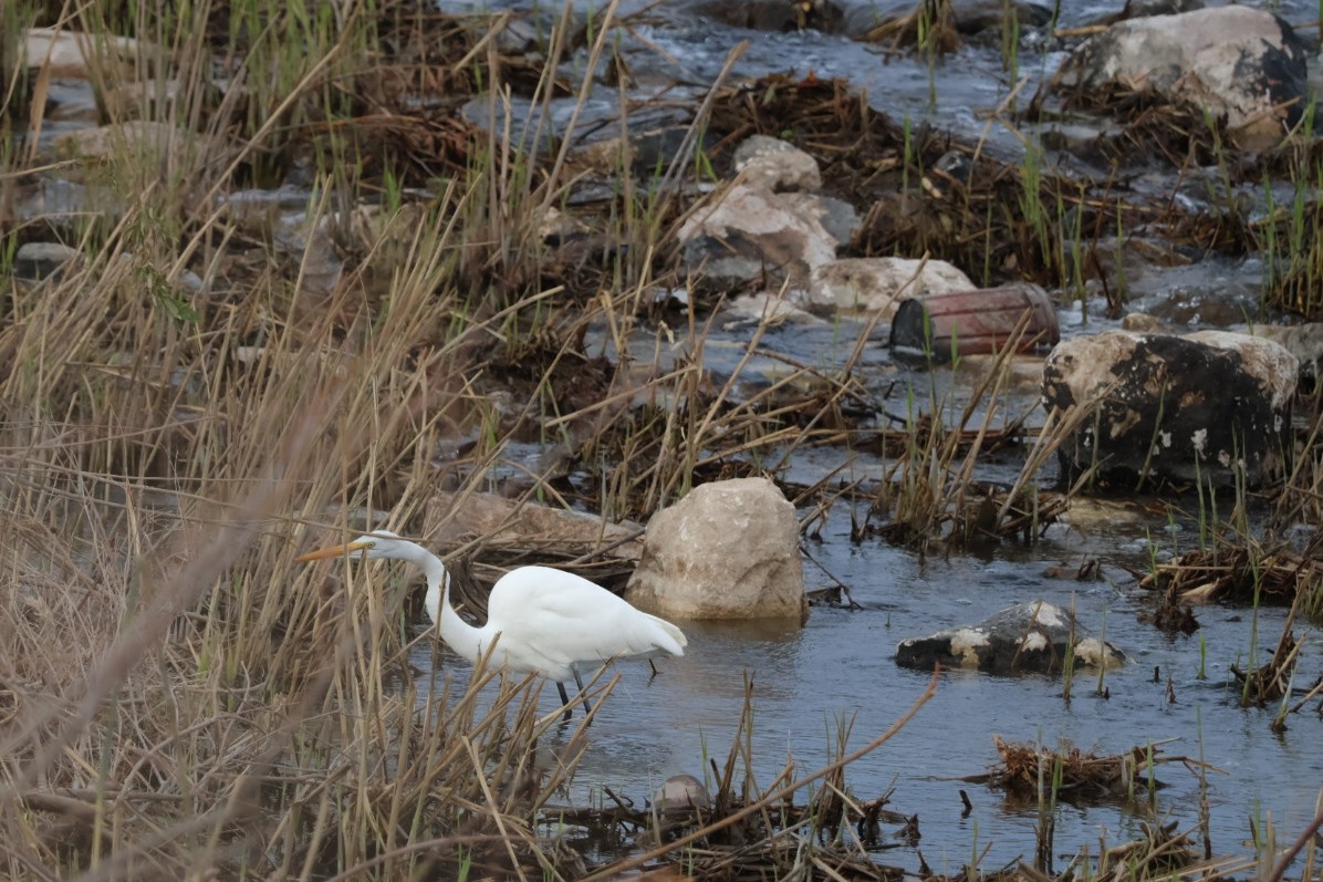 Grande Aigrette - ML647451572