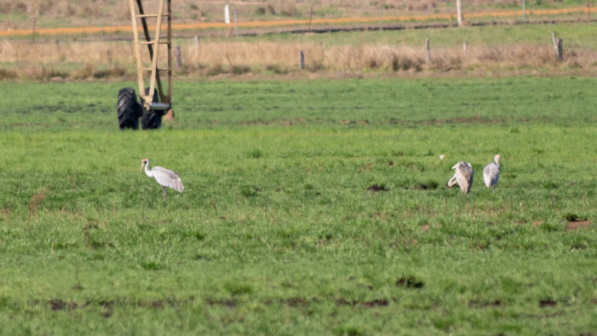 Brolga - ML647451582