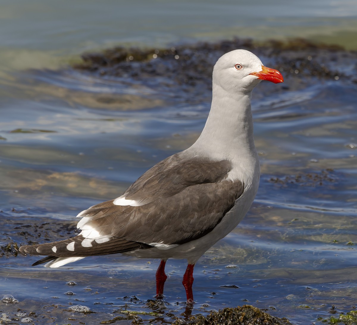 Goéland de Scoresby - ML647451586