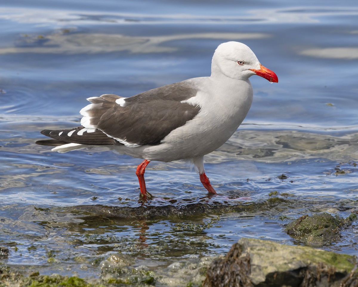 Goéland de Scoresby - ML647451589