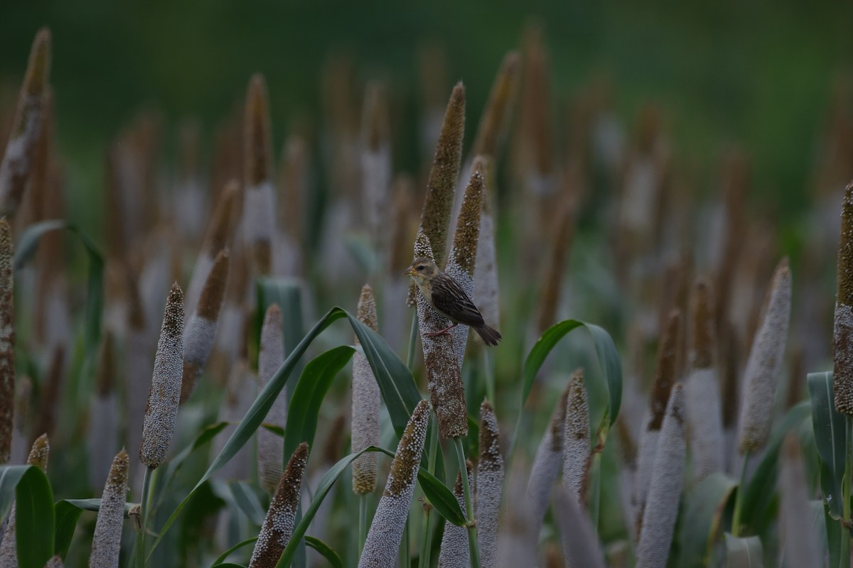 Tejedor Baya - ML647451596