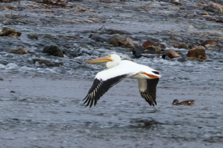 Pélican d'Amérique - ML647451598