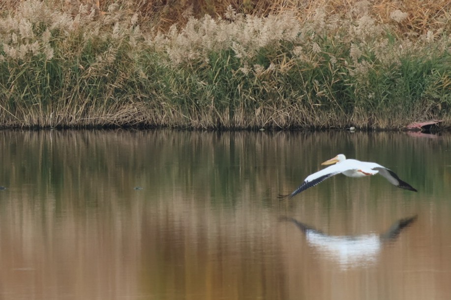 Pélican d'Amérique - ML647451599