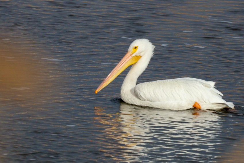 Pélican d'Amérique - ML647451600