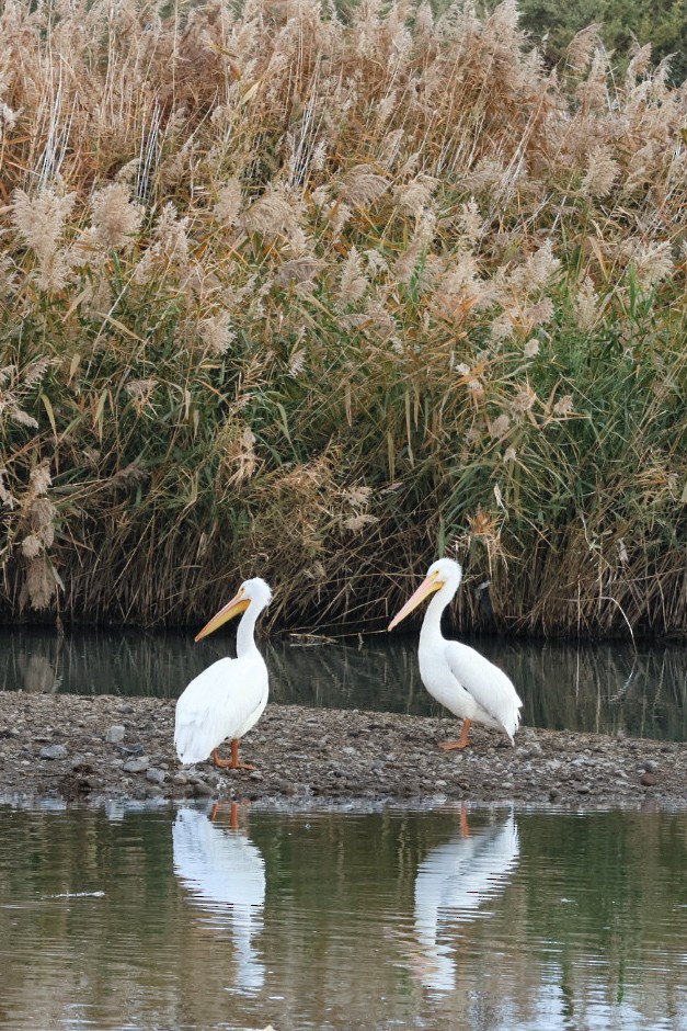 Pélican d'Amérique - ML647451601