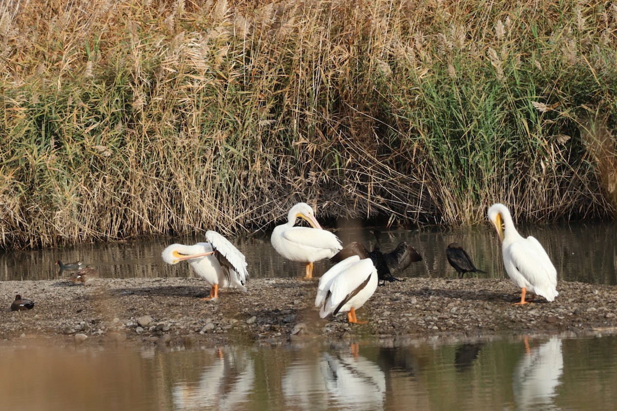 Pélican d'Amérique - ML647451602