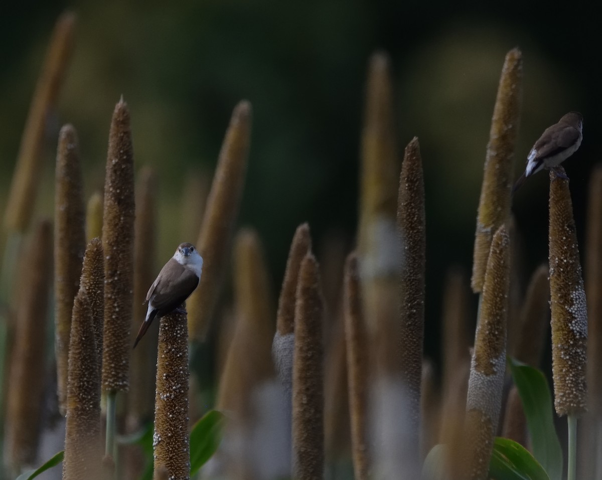 Capuchino Picoplata Indio - ML647451607