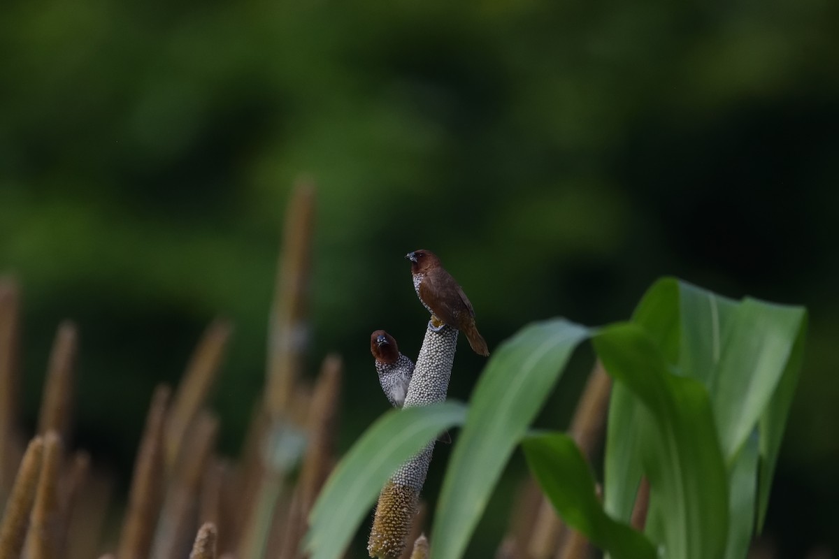 Capuchino Punteado - ML647451633