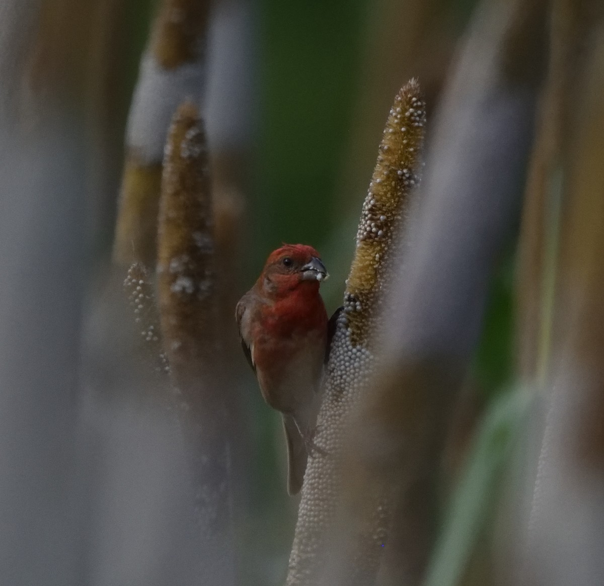 Camachuelo Carminoso - ML647451644