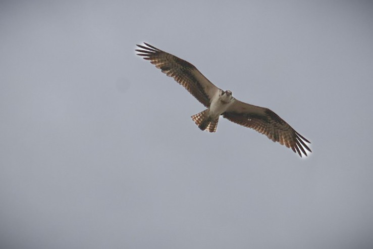 Balbuzard pêcheur - ML647451650