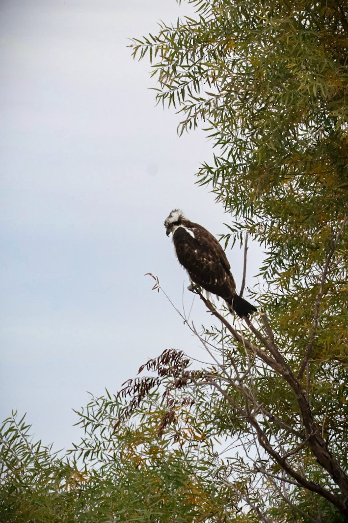 Balbuzard pêcheur - ML647451651