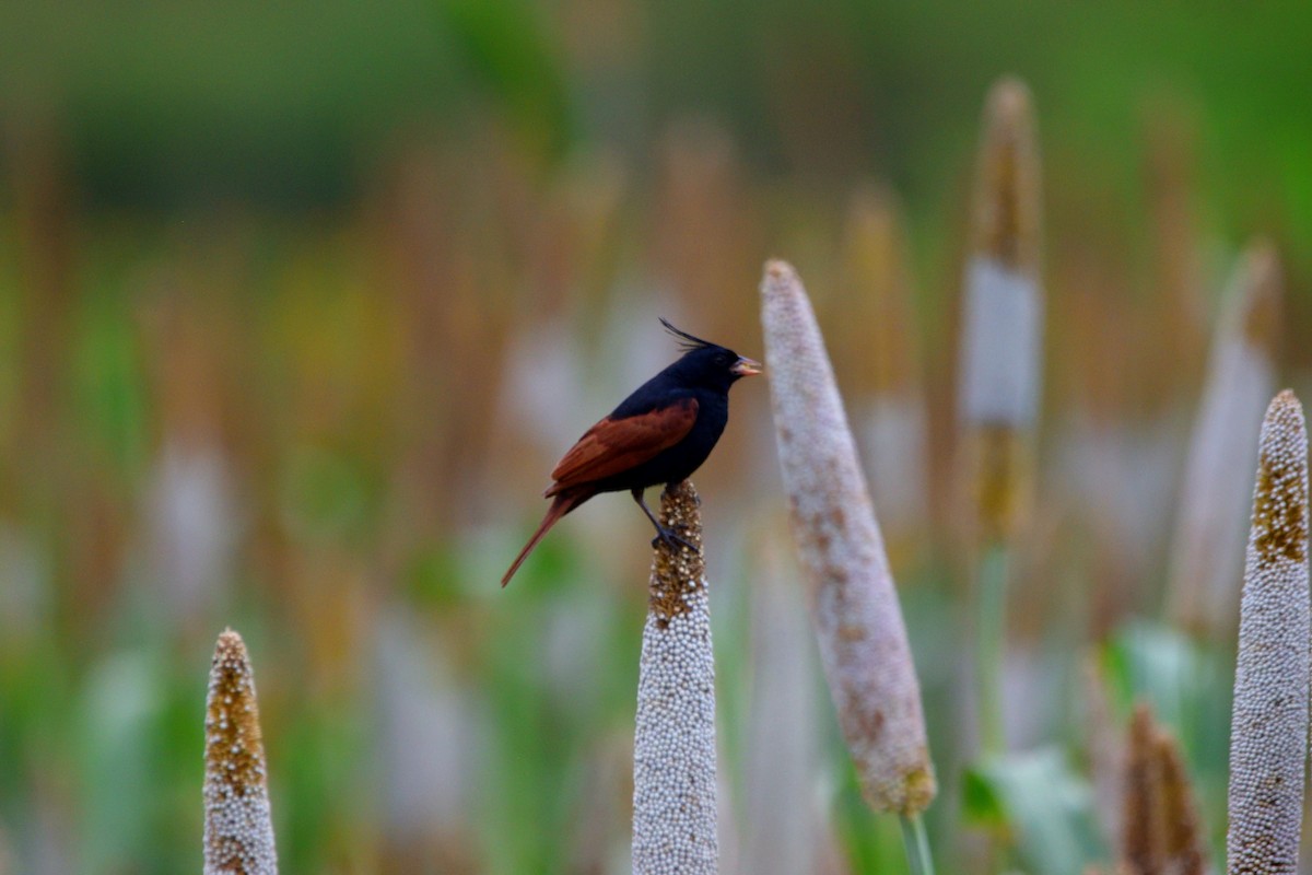 Escribano Crestado - ML647451652