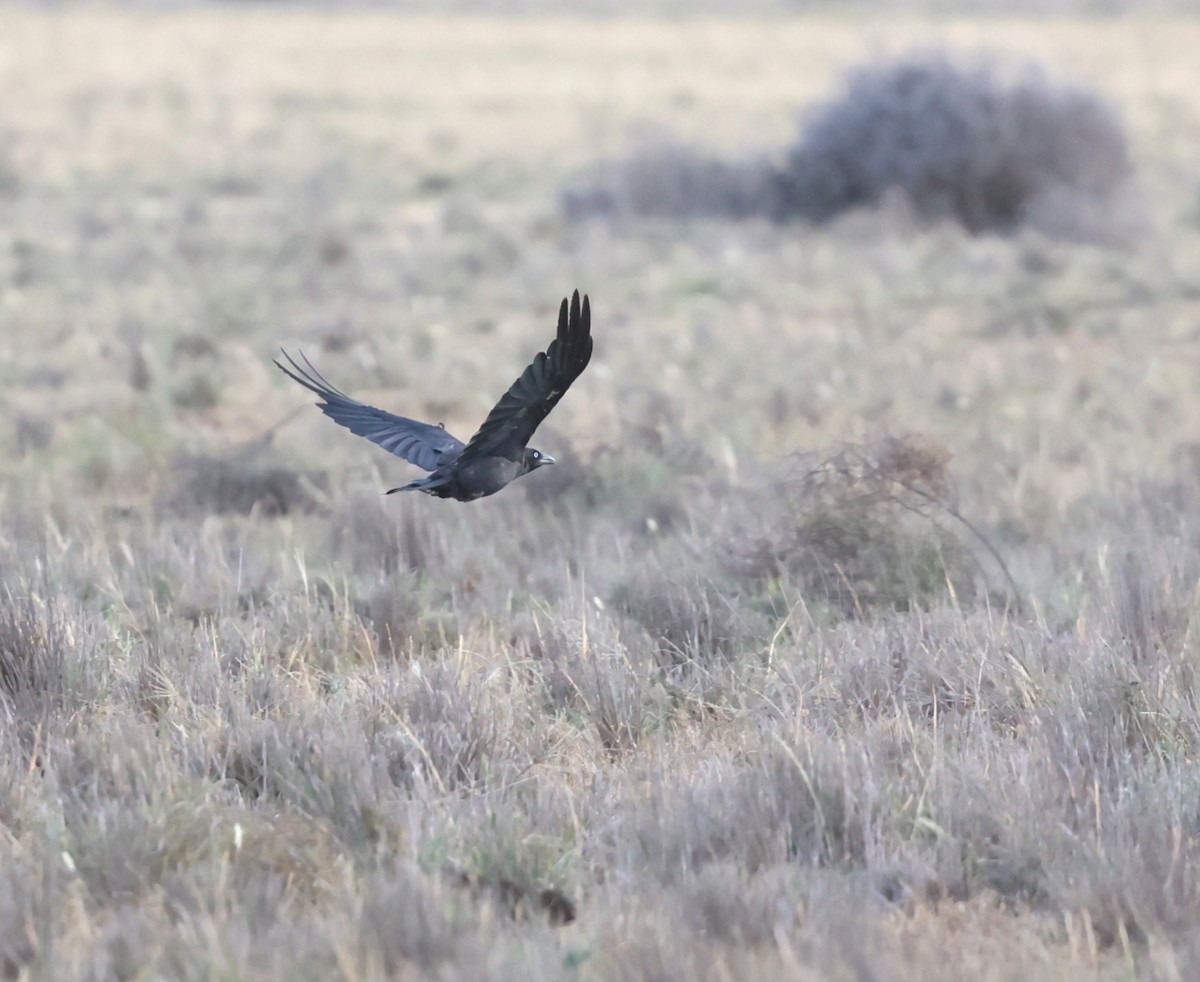 Little Raven - ML647451656