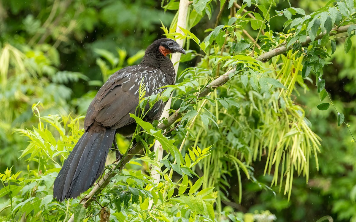 guan bolívijský - ML647451658