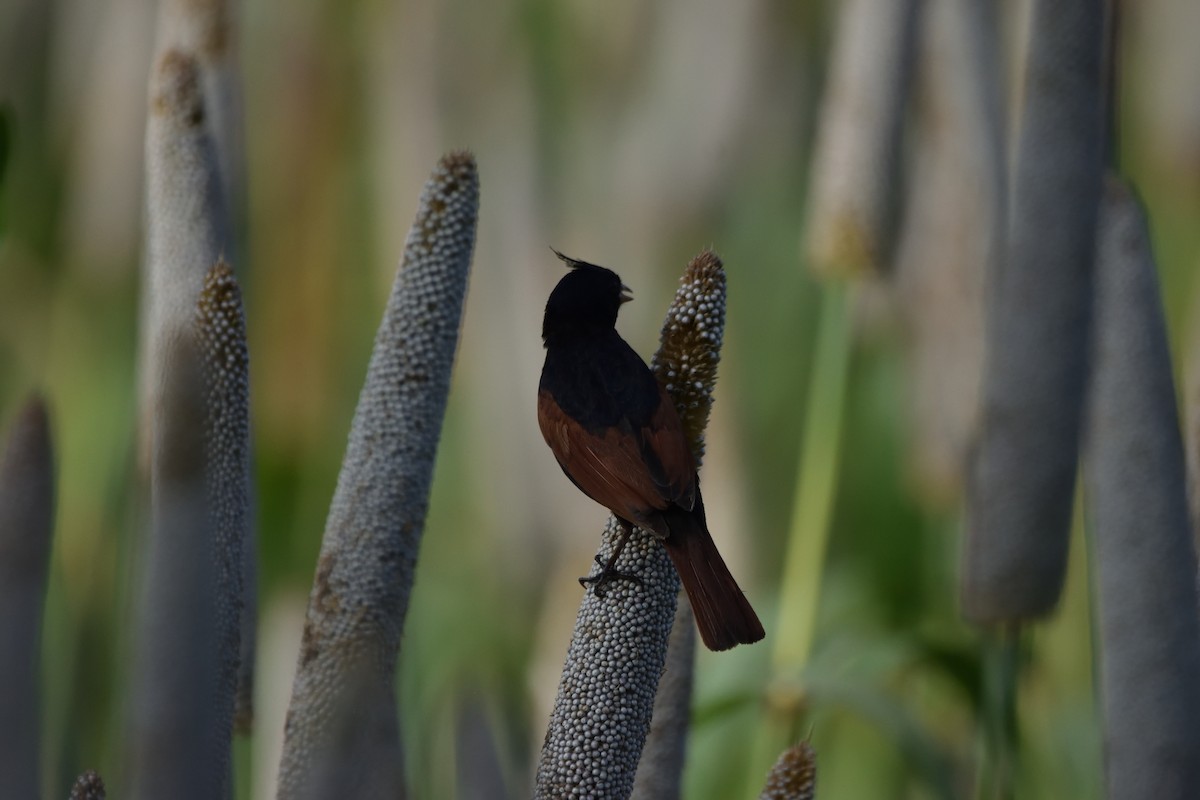 Escribano Crestado - ML647451659