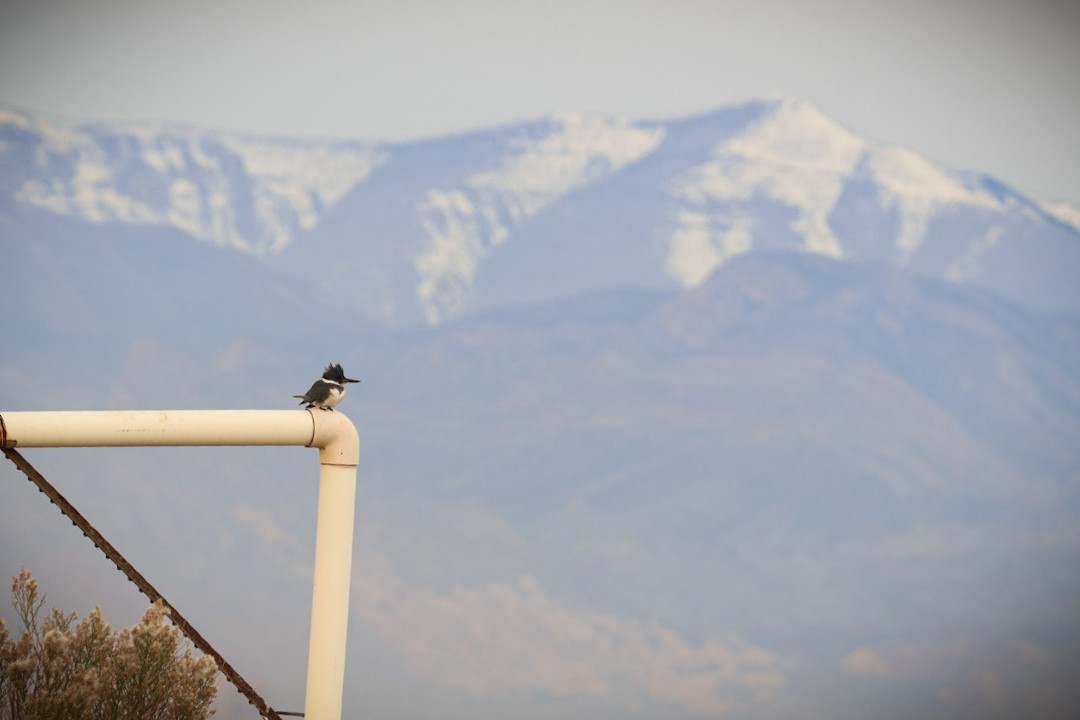 Martin-pêcheur d'Amérique - ML647451661