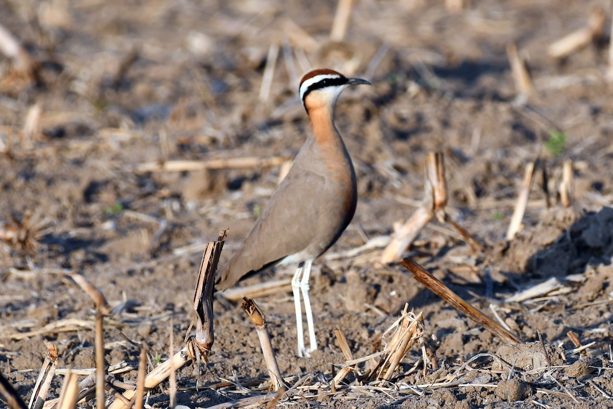 Indian Courser - ML647451697