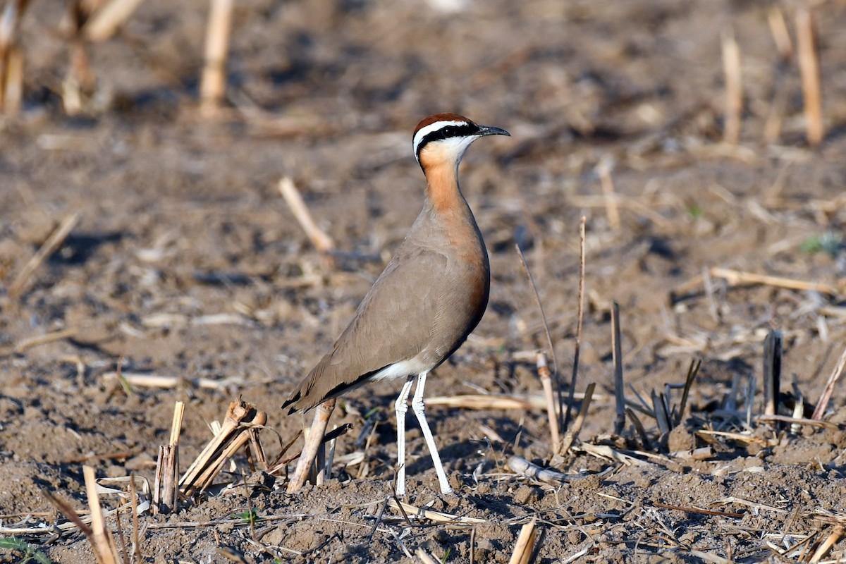 Indian Courser - ML647451698