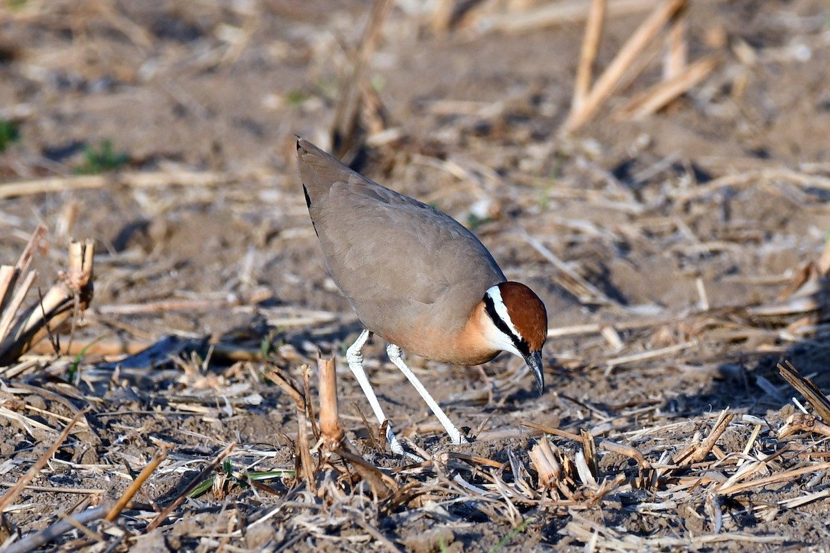 Indian Courser - ML647451699