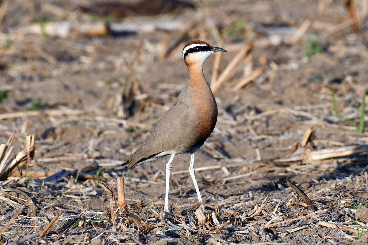 Indian Courser - ML647451700