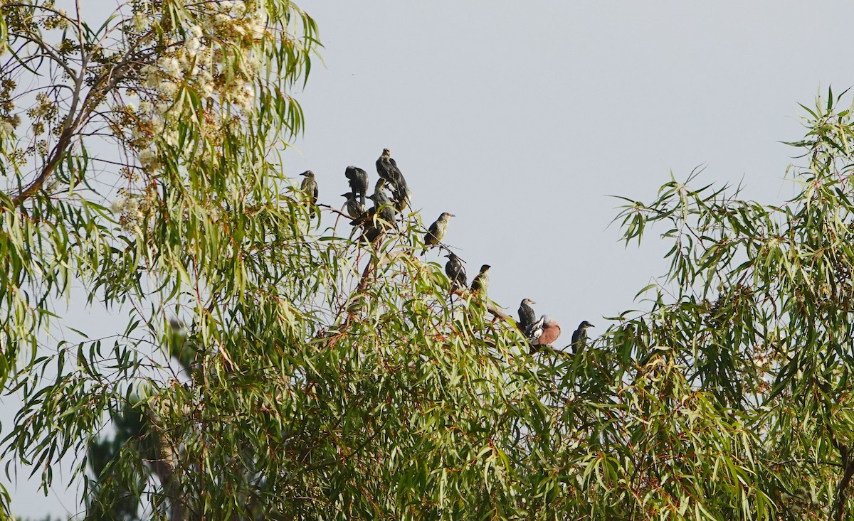 Malay Sığırcığı - ML647451703