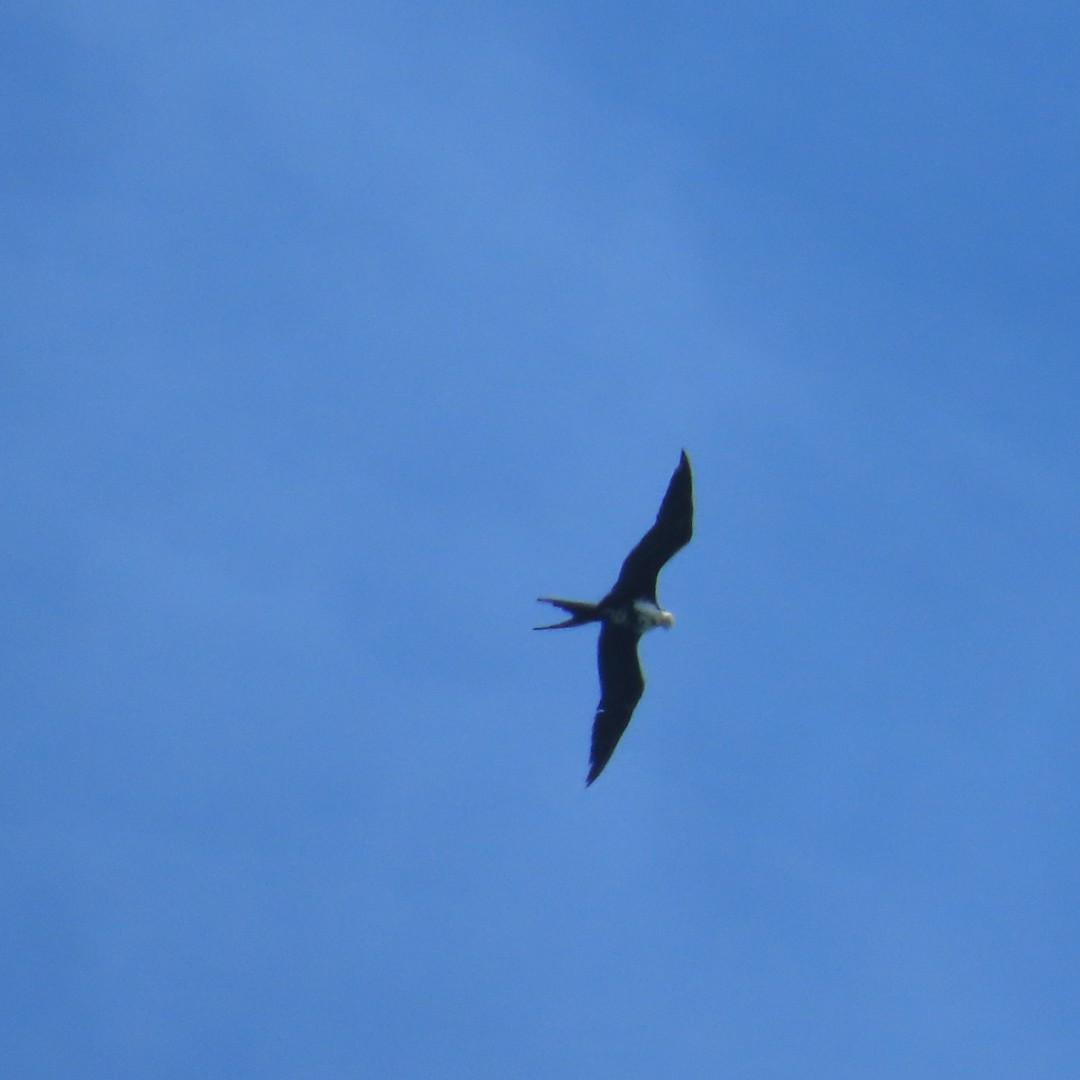 軍艦鳥 - ML647451709