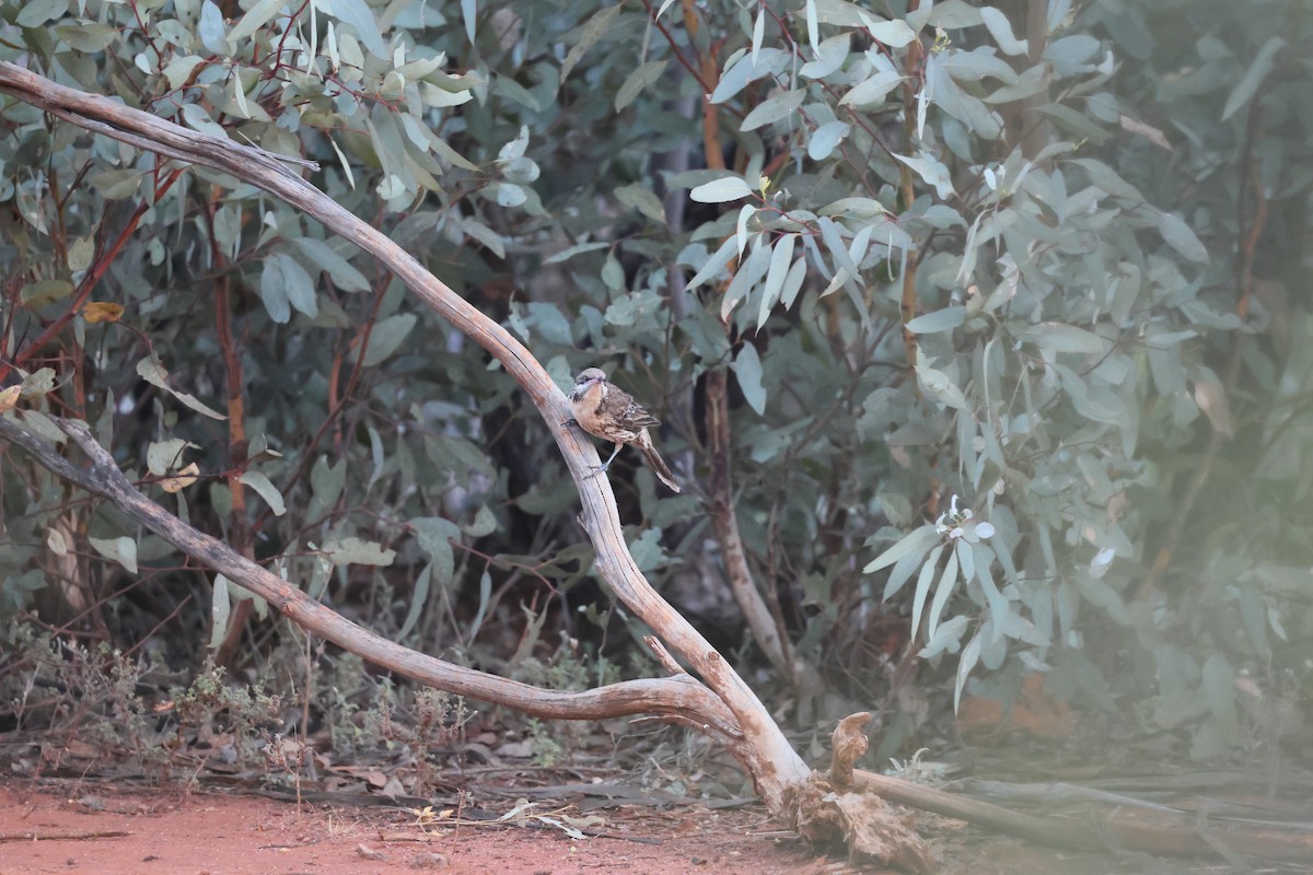 Diken Yanaklı Balkuşu - ML647451721