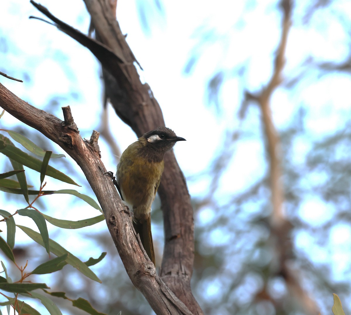 Méliphage leucotique - ML647451738