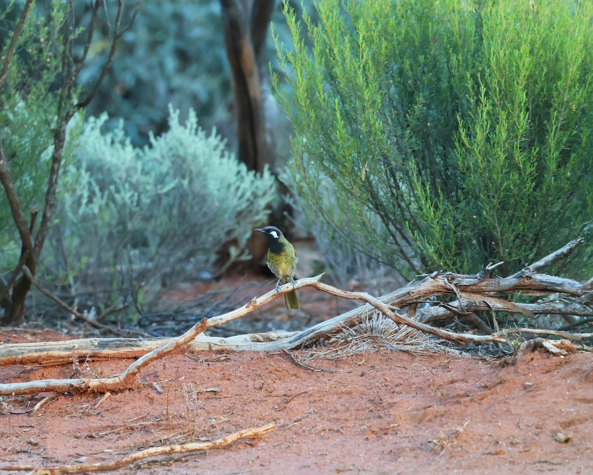 Méliphage leucotique - ML647451739