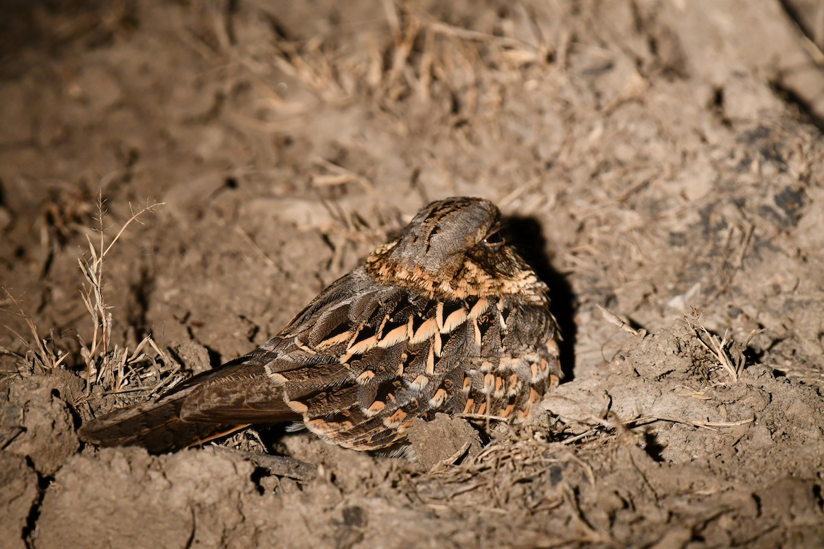 Chotacabras Hindú - ML647451741